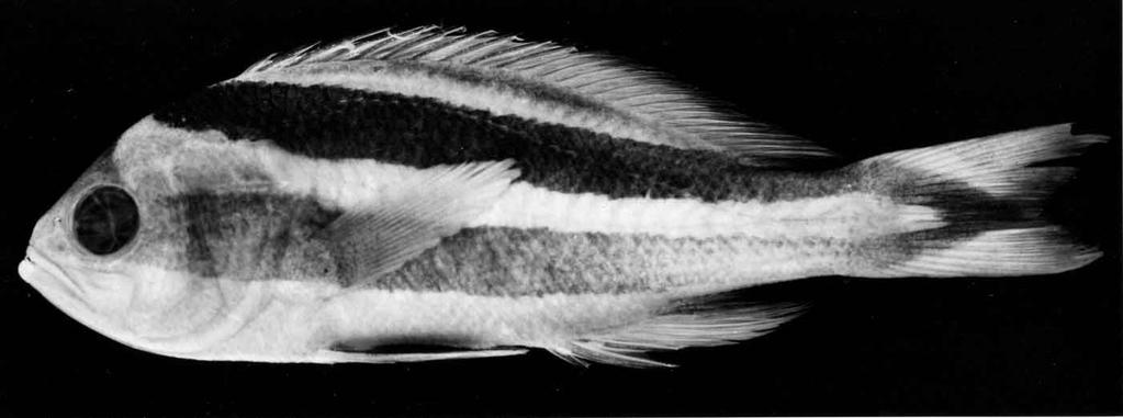 A review of the anthiine fish genus Pseudanthias (Perciformes: Serranidae) of the western Indian Ocean, with description of a n. sp.