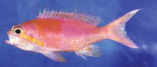 A review of the anthiine fish genus Pseudanthias (Perciformes: Serranidae) of the western Indian Ocean, with description of a n. sp. and a key to the species 98637, 4: 54-771 mm.