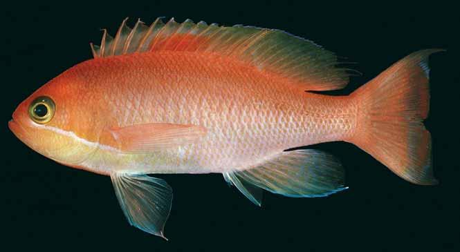 Phillip C. Heemstra and K. V. Akhilesh corners scarlet); Randall & Pyle 2001: 34 (valid species list); Kuiter & Debelius 2007: 293 (underwater photos of male and female from Indo-West Pacific).