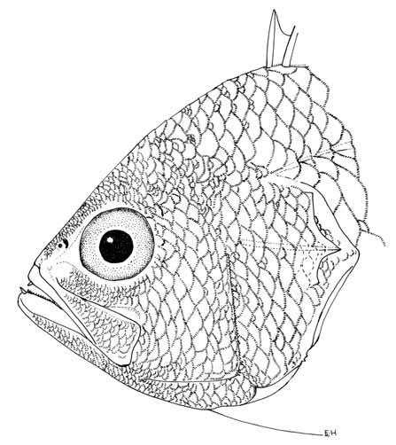 A review of the anthiine fish genus Pseudanthias (Perciformes: Serranidae) of the western Indian Ocean, with description of a n. sp. and a key to the species Fig. 38.
