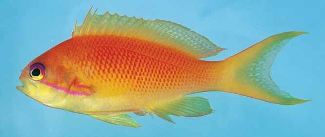 A review of the anthiine fish genus Pseudanthias (Perciformes: Serranidae) of the western Indian Ocean, with description of a n. sp. and a key to the species Fig. 48.