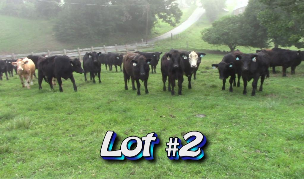 LOT 2 Randy Hodge & Son Newport, TN 865-414-7801 No. Head: Approximately 167 steers (3 loads) from 200 Estimated Weight: 885# Weight Range: 800-950# Description: Approx.