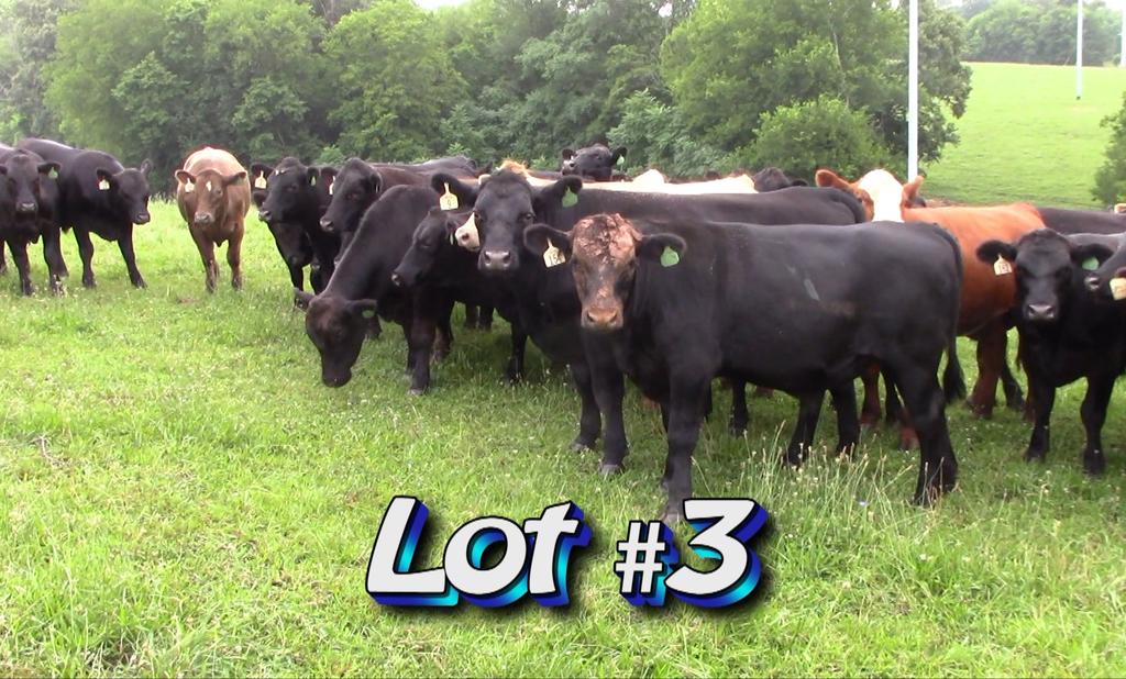 LOT 3 Joe Shrader New Market, TN No. Head: Approximately 53 steers Estimated Weight: 950# Weight Range: 900-1025# Description: Approx.