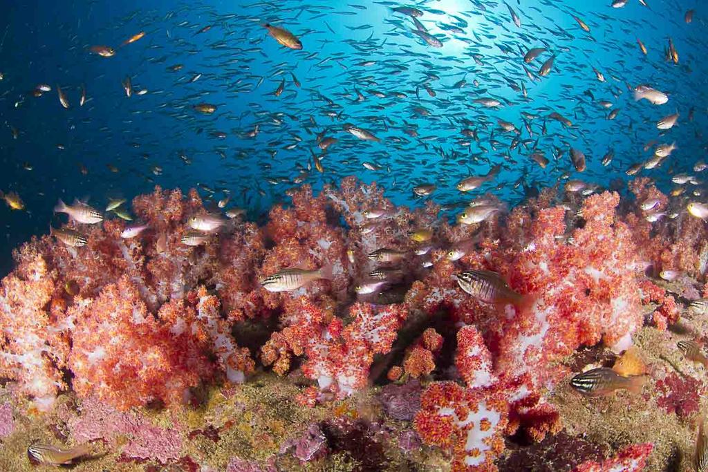 Popular for the large number of curious lionfish that feed on the many cardinalfish. Lotus Barge A small coral encrusted barge at a depth of 30m that s great for wide angle photography.