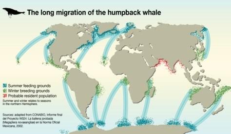 Humpback Whale (Megaptera novaeangliae) Visual