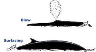 - The sperm whale's clicking vocalization is the loudest sound produced by any animal, but its functions