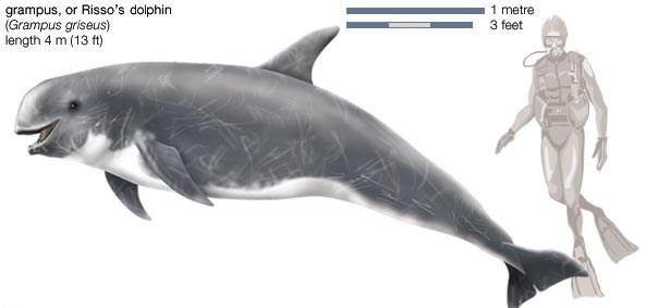 Risso s Dolphin (Grampus griseus) Visual ID - Their length is usually ~10 ft. but can reach up to 12.5 ft - Weight is around 650 lbs. but may weigh up to 1,100 lbs.