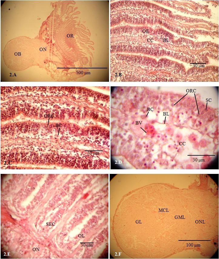 Samajdar et al. Int. J. Pure Appl. Zool., 4(2): 134-141, 2016 and oval olfactory rosette (OR).