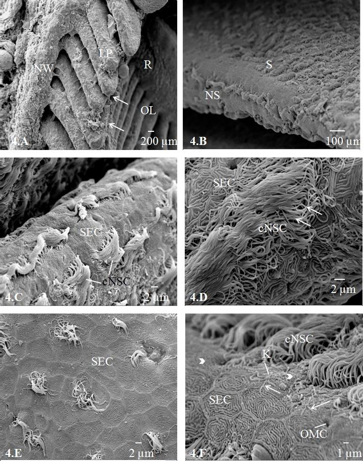 Samajdar et al. Int. J. Pure Appl. Zool., 4(2): 134-141, 2016 Figure-4: SEM of the apical surface of olfactory epithelium and median raphe of L. bata (4.