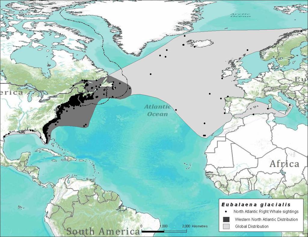 Figure 2. Sightings (black dots,1849-2010) and inferred basin-wide distribution (shaded areas) of Right Whales in the North Atlantic.