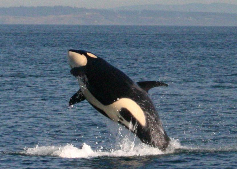 (Breach observed on October 21, 2005. Photo by Scott Veirs) Though these whales have been studied for the last twenty five years, it is not known why breaching occurs.