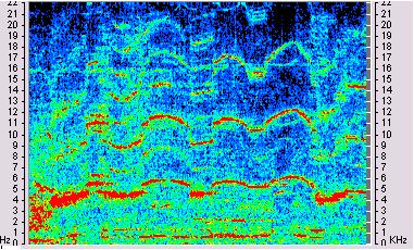 (Spectrogram of S10 call.) While doing acoustic analysis, I heard a total of eleven S10 calls throughout three observations.