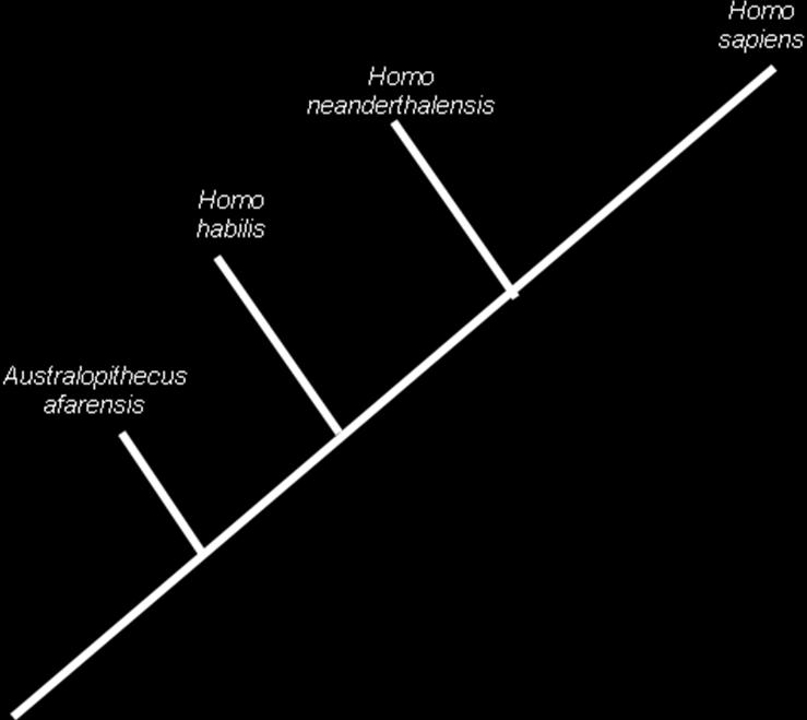 10) were gracile (or slender). A Australopithecines B Paranthropus sp. C Homo sp.