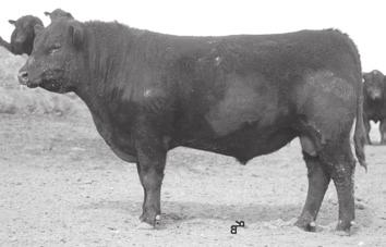10-1.6 24 41 20 17.54 23.36 Another heifer bull by Goldmere 92. Out of a cow family that always has light calves.