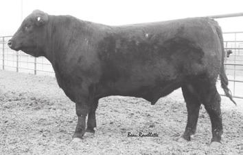 4 23 41 19 18.78 12.94 This bull is out of one of my all time favorite cows, she made Pathfinder on her third calf and continued to wean outstanding calves until she was finally open the fall of 2017.