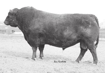 COLE CREEK JUANADA 421 COLE CREEK JUANADA 117W 2.2.57 42.51 70.31 22 5.03 37.25 Encore 451 is a full brother to the best cow producing sire ever used at Broken Arrow Angus, Cole Creek 49N Encore 62S.