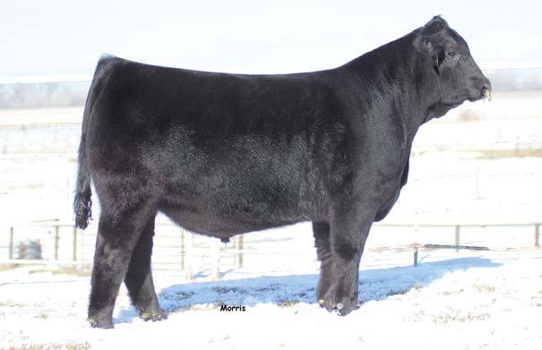 MAGS Aviator, sire of Lot 16 embryos. LOT 16 55% Lim-Flex Double Polled / Double Black SBLX Zitty Nights, dam of Lot 16 embryos. 5 EMBRYOS 8 2.1 69 107 24-7 0.93 13 19 36 0.43 0.16 0.50 68.