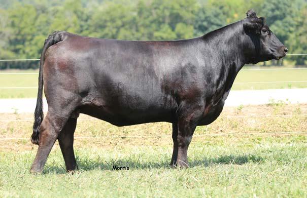 EDITION 765J AUTO CITY NIGHTS 214H MAGS Aviator was the top selling bull of the 2014 Magness sale. He flawlessly combines style and growth in a homo/homo package.