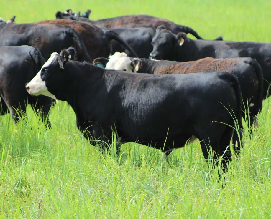 Today cattle have tremendous capacity for post-weaning growth
