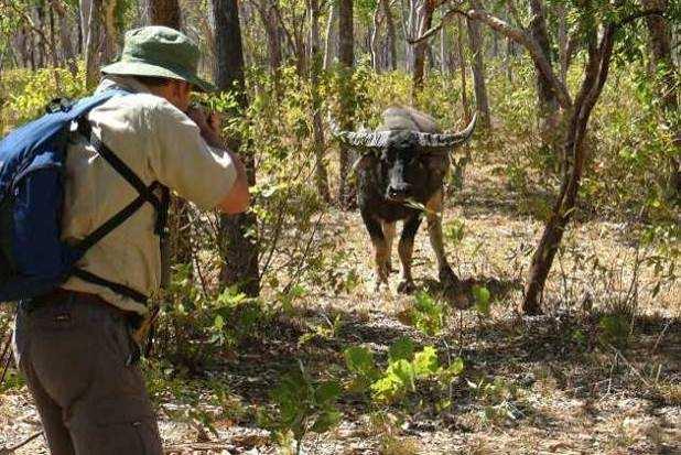 Prices 2016 Central Arnhem Land: Buffalo Hunt 8 days / 6 Hunting days: Hunt with us in Central Arnhem Land, the best hunting ground for Water Buffalo in Australia.