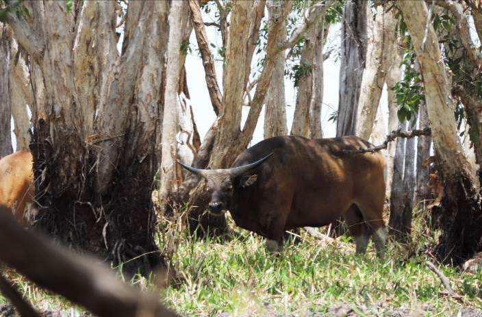 Prices 2016 North West Arnhem Land: Buffalo Hunt 5 days / 4 Hunting days: Hunt with us in North West Arnhem Land, the best hunting ground for Bateng in Australia.