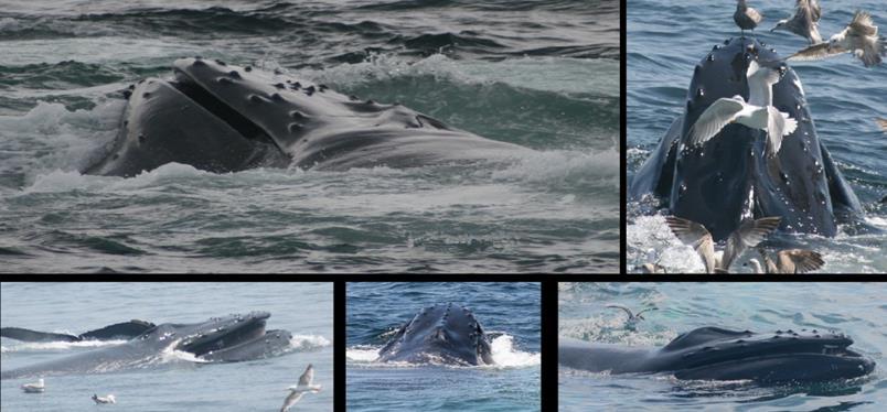 Surface Straining Whale is at the surface, pleats distended and mouth is mostly or