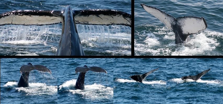 High-Fluking Dive Whale shows a notable arch to its tail stock, raises its flukes above the surface so that the