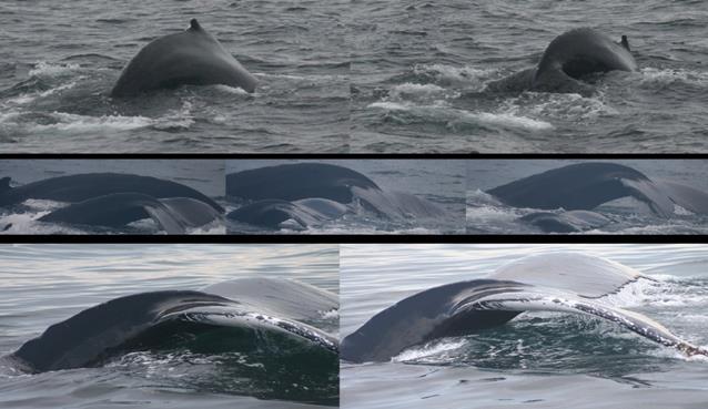 Low-Fluking Dive Whale shows a notable arch to its tail stock, raises its flukes above the surface where the dorsal side of the fluke is visible
