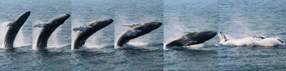 Full Breach Whale intentionally propels its body out of the water vertically, with more
