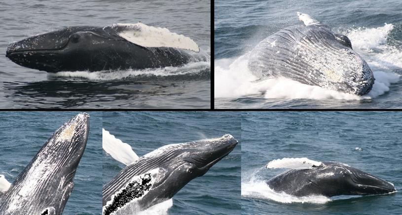Half Breach Whale intentionally propels its body out of the water vertically, with half or