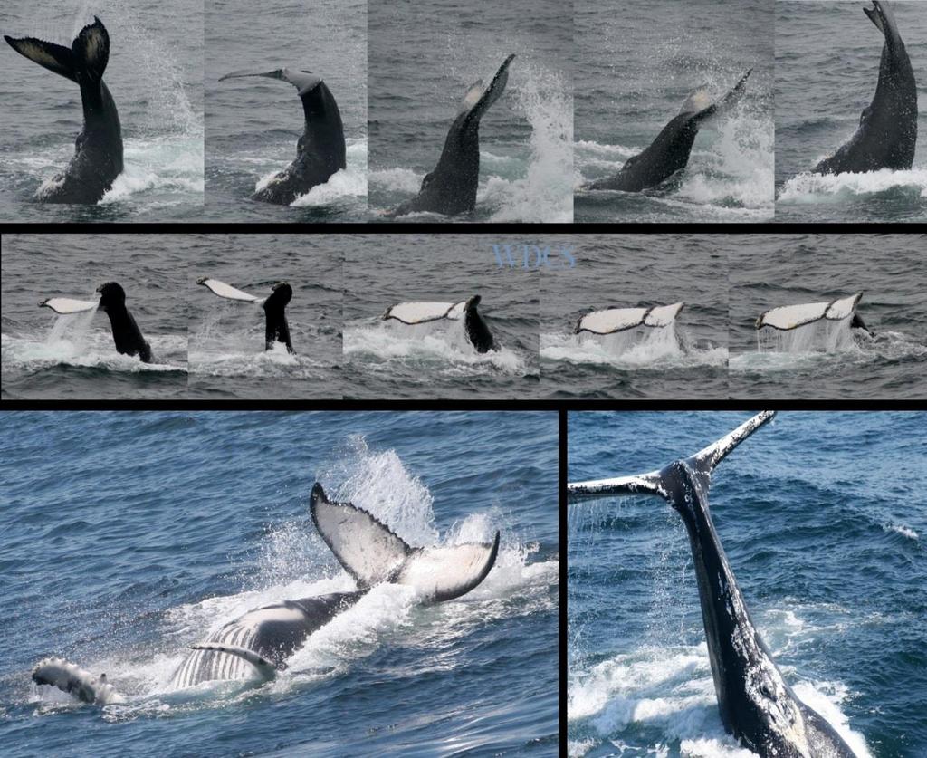 Inverted Lobtailing Whale maintains a horizontal position in the water, ventral
