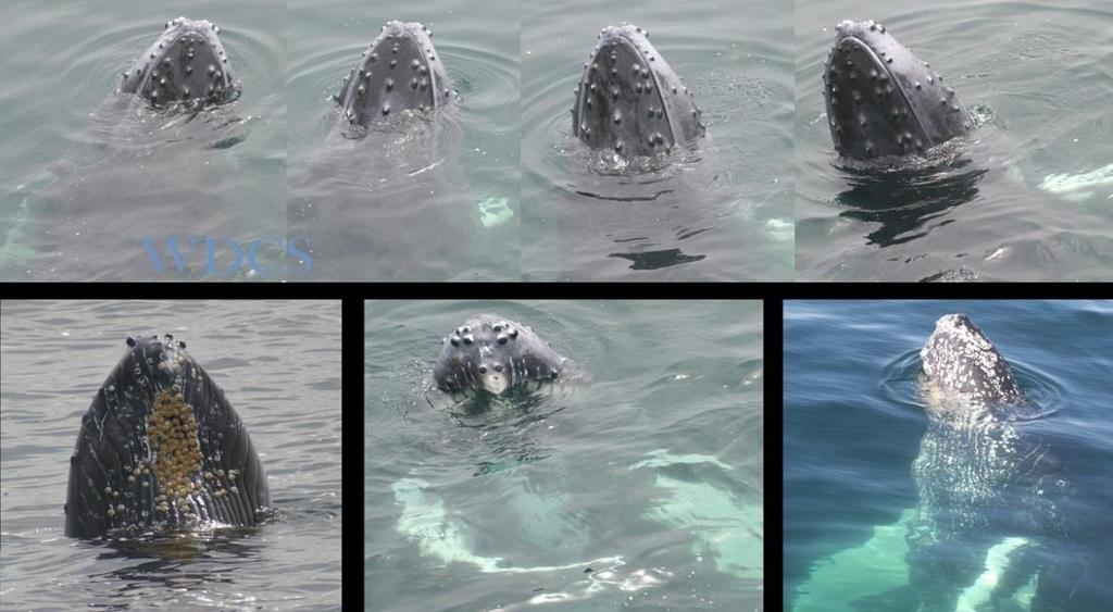 Spy Hopping Whale intentionally surfaces head first either at an angle or