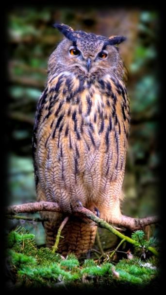 How many rings, on average, are there on a Wildcat s tail? A. 0. B. 1 2. C. 3 5. 4. What noise / call does the Eagle Owl make? A. Ooo hoo. B. Boo hoo. C. Yoo hoo. 5. Who opened the Wolf Wood?