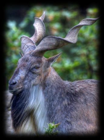 7. What does Markhor mean in Persian? A. Agile goat. B. Snake horn. C. Sure-footed. 8. Where do the Gorals come from? A. Scotland. B. China. C. Japan. 9.