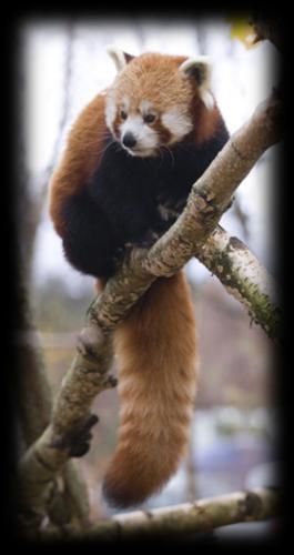 11. Red pandas are found in the wild in A. Perthshire. B. Japan. C. The Himalayan Mountains. Their favourite food is? 12. The Wildcat and Lynx both A.