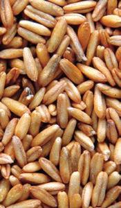 Corn (maize) Wheat Barley Rice Oats Soy Unique properties.