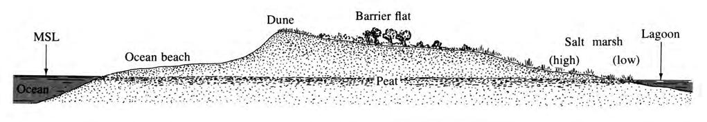 Barrier cross section Natural dunes are not continuous, they have breaks that allow washover sediment to nourish some parts of the barrier flat Other parts of the flats are protected and develop