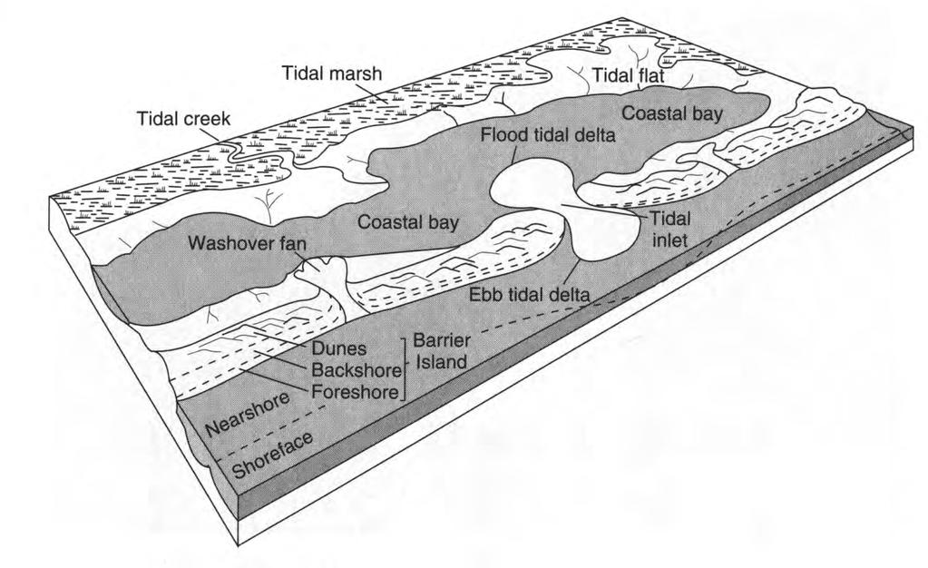Lagoonal environments Intertidal environments (between high and low