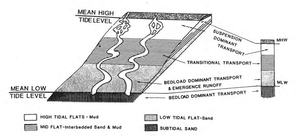 Tidal-flat sedimentation Mud transported as suspended load accumulates on high flat Sand