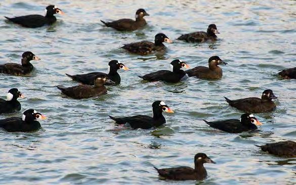 Habitat use and foraging Surf scoters