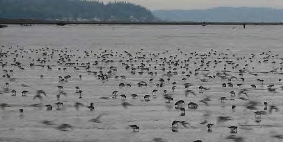 Mean % habitat use (SD) of Pacific Dunlin in winter