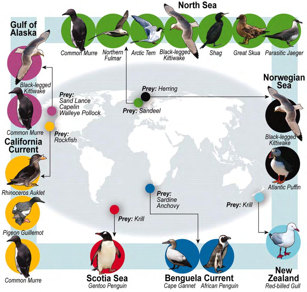 Global Seabird Response to Forage Fish Depletion One-Third for the Birds W Cury et al. (2011) U.