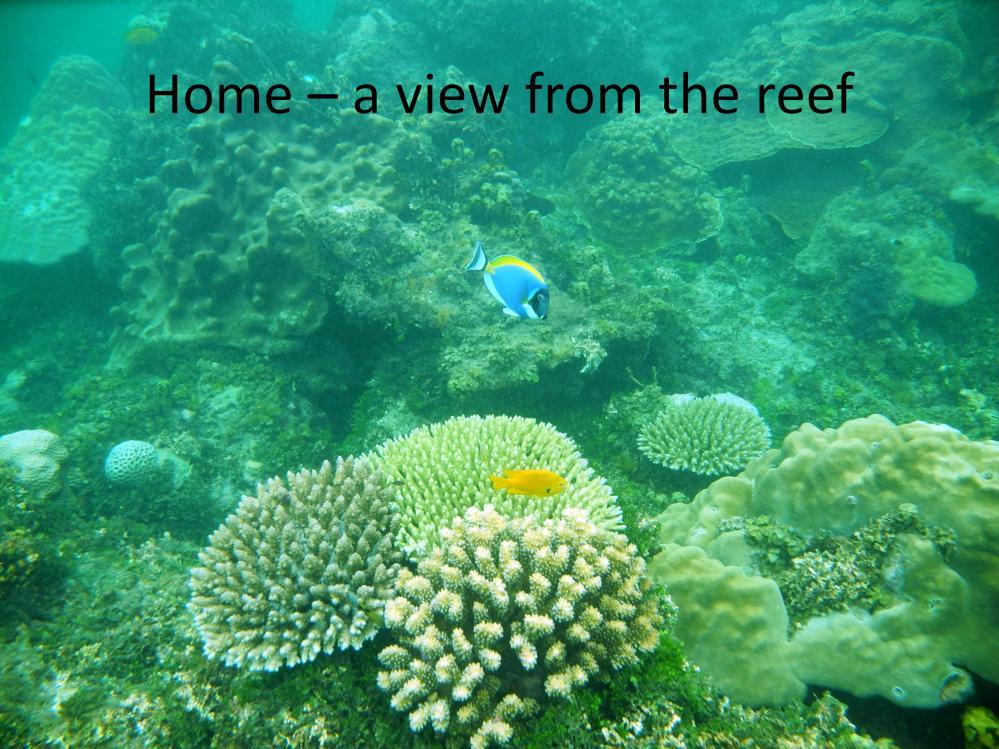 Home. We all have different ideas about what that word means. Let s take a trip to the ocean and see what home means to one type of animal a coral.