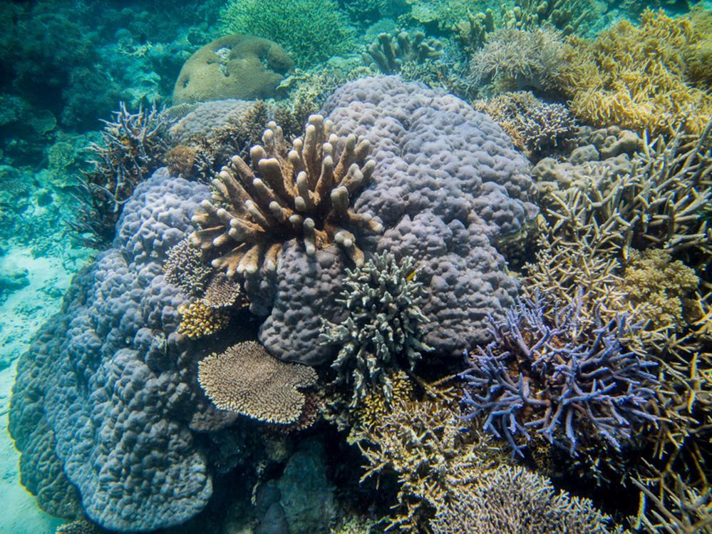 When animals and plants have to compete for space with other species, they often grow into a huge variety of forms and colours and this is true of corals. They come in all shapes, sizes, and colours.