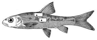 Scale structure of a cyprinid fish 257 Fig. 2. Schematic drawing of Capoeta damascina (total length, 45cm) showing location of key scales using for scanning electron microscopy.