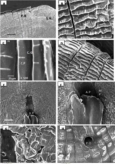 SEM microphotographs of lateral line scale of C. damascina. radii (R), circuli (C), crest of circuli (C.C), circular groove (C. lateral circuli (l.