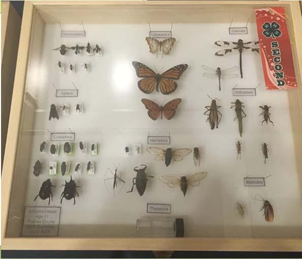 60 insects Minimum