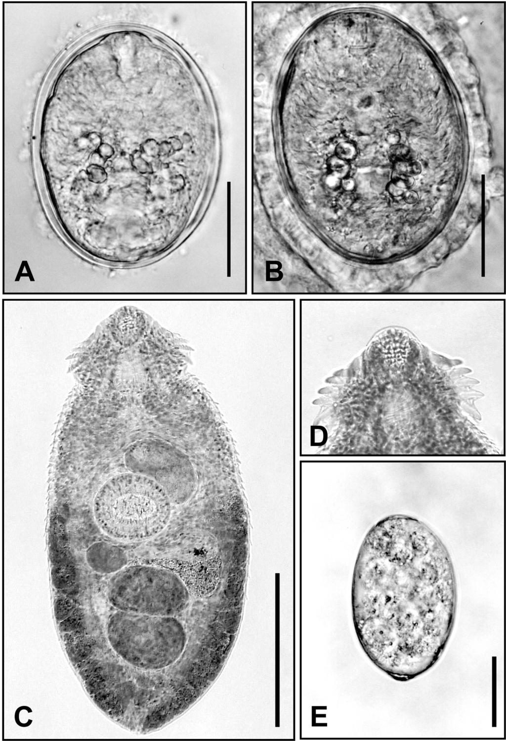 240 THE JOURNAL OF PARASITOLOGY, VOL. 92, NO. 2, APRIL 2006 FIGURE 4. Metacercariae and an adult recovered from experimentally infected fishes and rats, respectively.