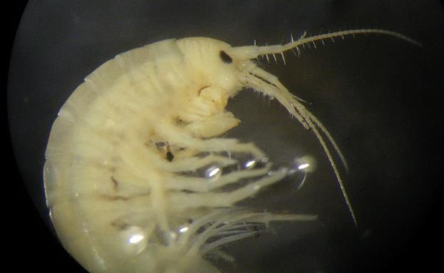 Ramellogammarus similimanus Portland Metro s own freshwater crustacean species: What we