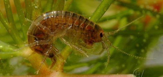 How to recognize amphipods Small, shrimp- like crustaceans